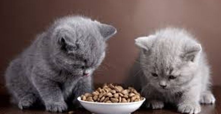 Rüyada Beslediğini Görmek