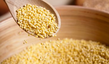 Rüyada Beyaz Darı Görmek