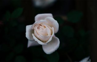 Rüyada Beyaz Gül Görmek