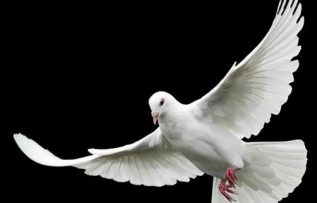 Rüyada Beyaz Güvercin Görmek