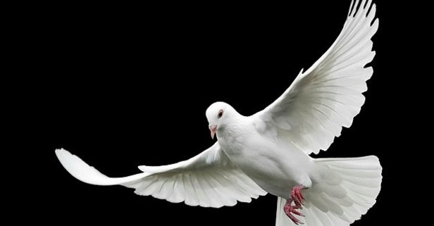 Rüyada Beyaz Güvercin Görmek