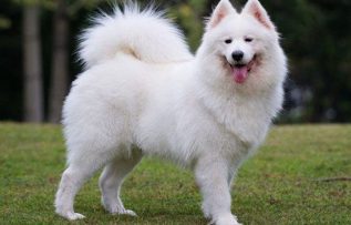 Rüyada Beyaz Köpek Görmek