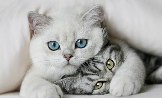 Rüyada Beyaz Kedi Görmek