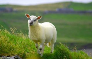 Rüyada Beyaz Koyun Görmek