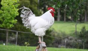 Rüyada Beyaz Tavuk Görmek