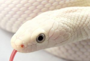 Rüyada Beyaz Yılan Görmek