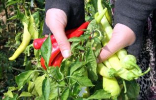 Rüyada Biber Toplamak