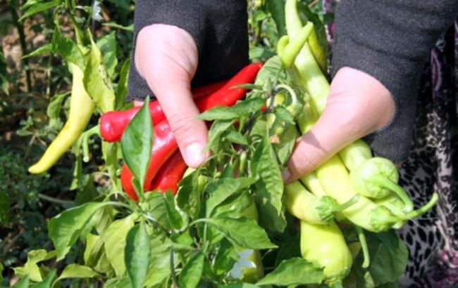 Rüyada Biber Toplamak