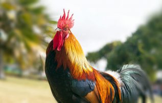 Rüyada İbik Görmek