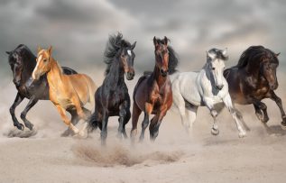 Rüyada Bindiğini Görmek