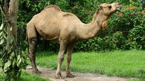 Rüyada Binek Devesi Görmek