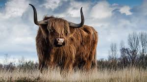 Rüyada Boğa Görmek