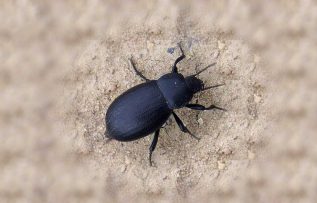 Rüyada Bok Böceği Görmek