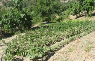 Rüyada Bostan Dolabı Görmek