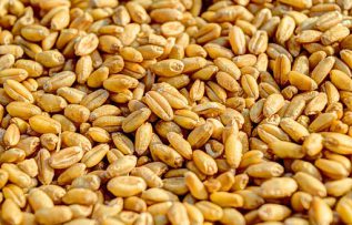 Rüyada Buğday Görmek