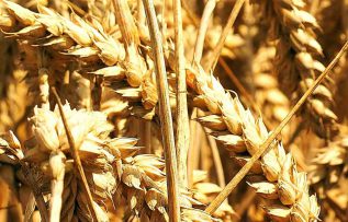 Rüyada Buğday Tarlası Görmek