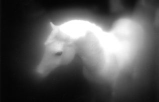 Rüyada Burak Görmek