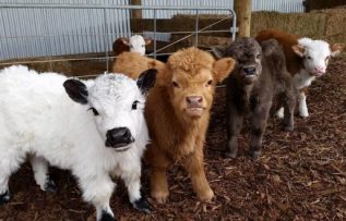 Rüyada Buzağı Görmek