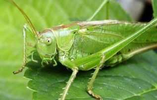 Rüyada Cırcır Böceği Görmek