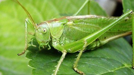 Rüyada Cırcır Böceği Görmek