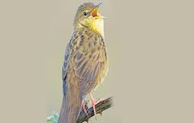 Rüyada Cıvıltı Görmek