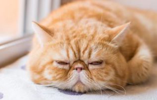 Rüyada Can Sıkıntısı Görmek