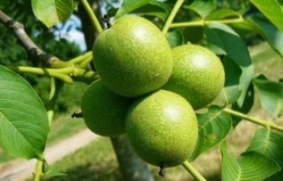 Rüyada Ceviz Ağacı Görmek