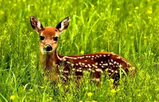 Rüyada Ceylan Görmek