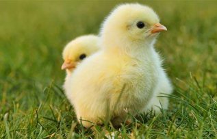 Rüyada Civciv Görmek