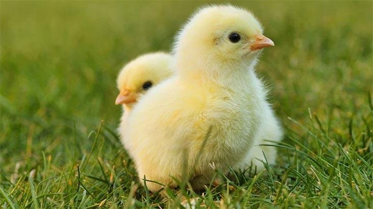 Rüyada Civciv Görmek