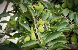 Rüyada Öd Ağacı Görmek