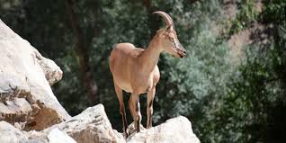 Rüyada Dağ Keçisi Görmek