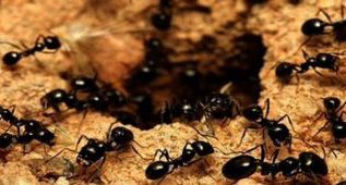 Rüyada Dağlamak / Dağlanmak