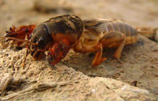 Rüyada Dana Burnu Görmek