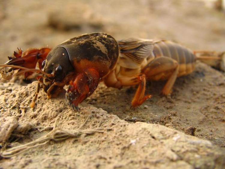 Rüyada Dana Burnu Görmek