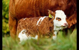 Rüyada Dana Görmek