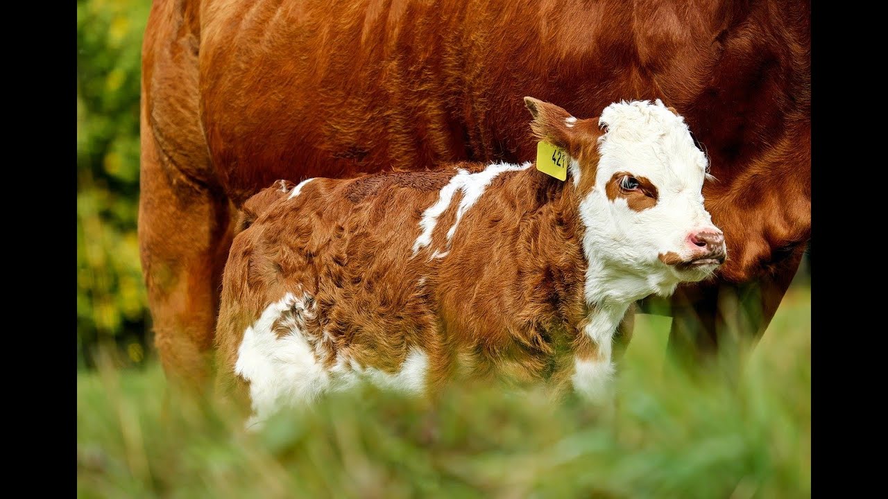 Rüyada Dana Görmek