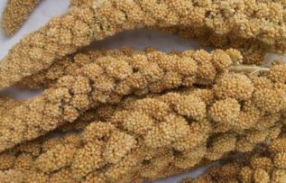 Rüyada Darı Görmek