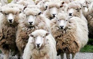 Rüyada Davar Görmek