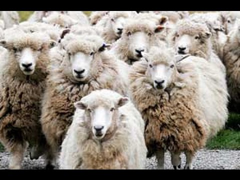 Rüyada Davar Görmek