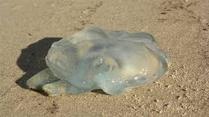 Rüyada Deniz Anası Görmek