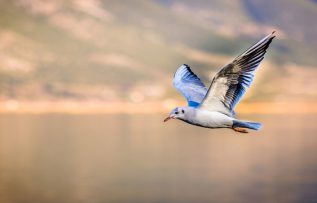 Rüyada Deniz Kuşu Görmek