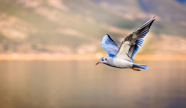 Rüyada Deniz Kuşu Görmek