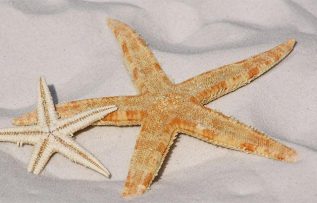 Rüyada Deniz Yıldızı Görmek