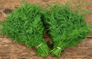 Rüyada Dereotu Görmek