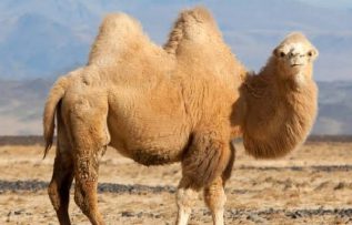 Rüyada Deve Görmek