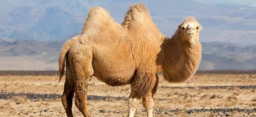 Rüyada Deve Görmek