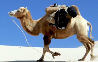 Rüyada Deve Kasabı Görmek