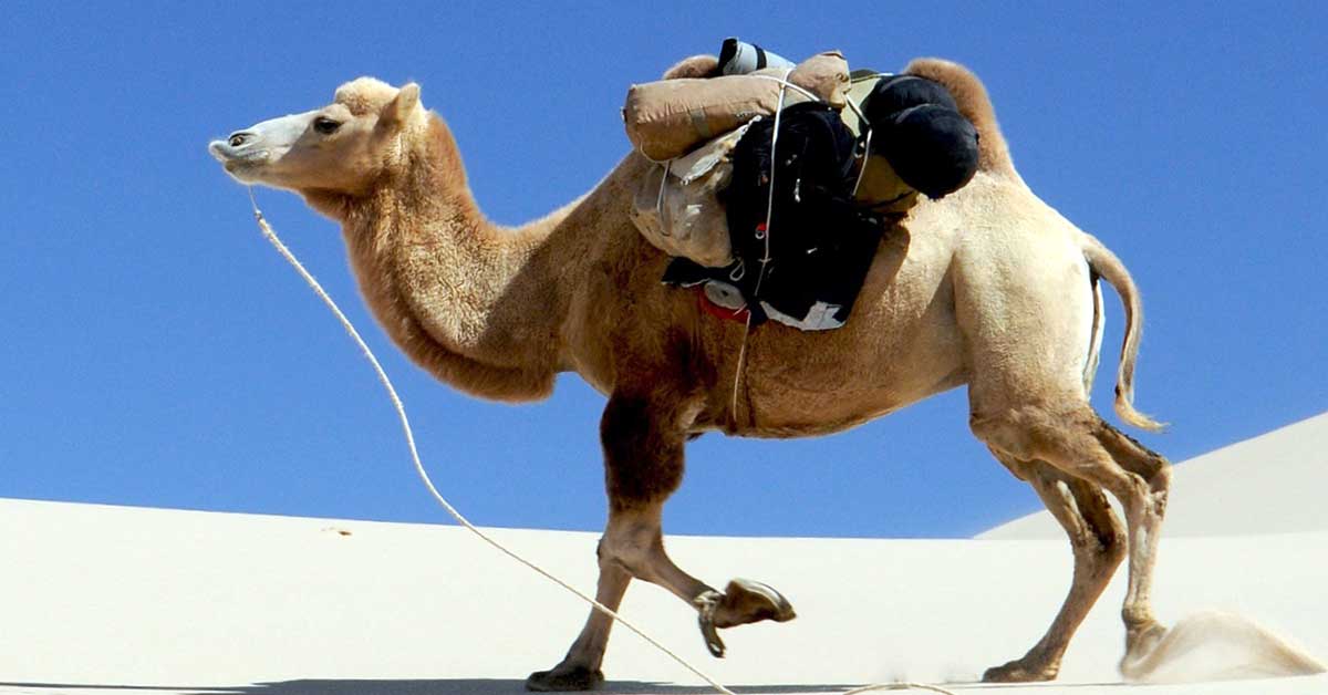 Rüyada Deve Kasabı Görmek