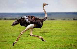 Rüyada Deve Kuşu Görmek